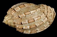 藏品(大楊桃螺)的圖片